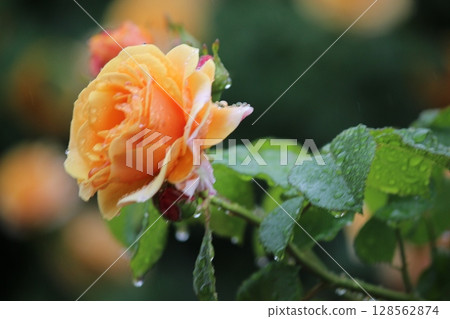 Rose wet with rain Rose wet with rain 128562874