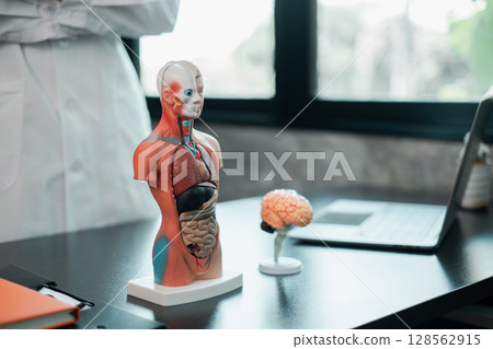 Anatomical model of human torso and brain on a desk in a medical office, with a laptop and window in the background. 128562915