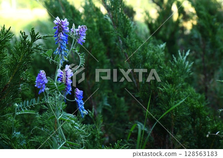 purple wild flowers on green grass background purple wild flowers on green grass background 128563183