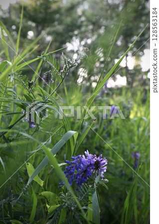 purple wild flowers on green grass background 128563184