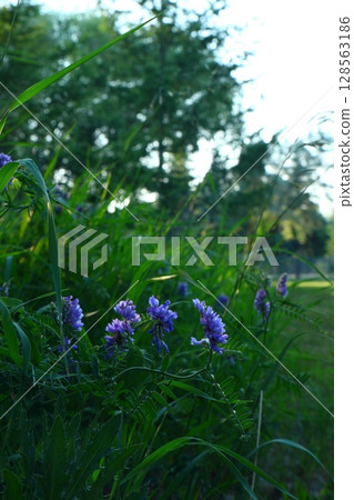 purple wild flowers on green grass background 128563186