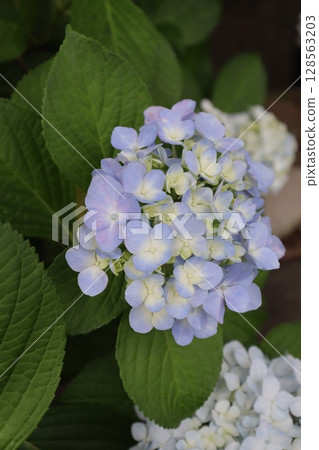 Hydrangea Hydrangea Hydrangea Garden Hydrangea Temple Mimuroto Temple Uji City, Kyoto Prefecture Keihan Uji Line Flower Language Temple Rainy Season Hydrangea Hydrangea Hydrangea Garden Hydrangea Temple Mimuroto Temple Uji City, Kyoto Prefecture Keihan Uji Line Flower Language Temple Rainy Season 128563203
