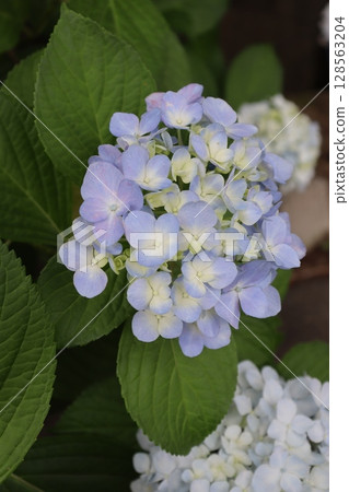 Hydrangea Hydrangea Hydrangea Garden Hydrangea Temple Mimuroto Temple Uji City, Kyoto Prefecture Keihan Uji Line Flower Language Temple Rainy Season Hydrangea Hydrangea Hydrangea Garden Hydrangea Temple Mimuroto Temple Uji City, Kyoto Prefecture Keihan Uji Line Flower Language Temple Rainy Season 128563204