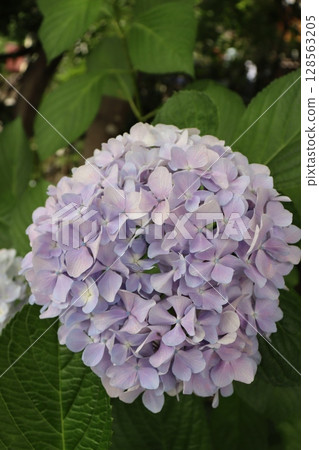 Hydrangea Hydrangea Hydrangea Garden Hydrangea Temple Mimuroto Temple Uji City, Kyoto Prefecture Keihan Uji Line Flower Language Temple Rainy Season Hydrangea Hydrangea Hydrangea Garden Hydrangea Temple Mimuroto Temple Uji City, Kyoto Prefecture Keihan Uji Line Flower Language Temple Rainy Season 128563205
