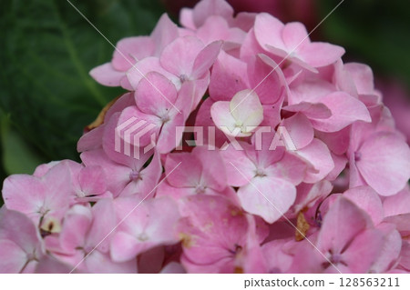 Hydrangea Hydrangea Hydrangea Garden Hydrangea Temple Mimuroto Temple Uji City, Kyoto Prefecture Keihan Uji Line Flower Language Temple Rainy Season 128563211
