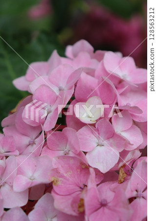 Hydrangea Hydrangea Hydrangea Garden Hydrangea Temple Mimuroto Temple Uji City, Kyoto Prefecture Keihan Uji Line Flower Language Temple Rainy Season 128563212