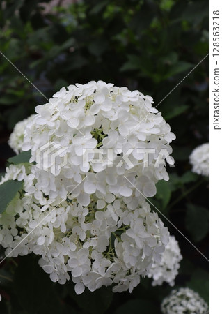 繡球花 繡球花園 繡球花寺 三室戶寺 京都府宇治市 京阪宇治線 花語寺 雨季 繡球花 繡球花園 繡球花寺 三室戶寺 京都府宇治市 京阪宇治線 花語寺 雨季 128563218