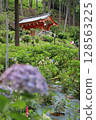 繡球花 繡球花園 繡球花寺 三室戶寺 京都府宇治市 京阪宇治線 花語寺 雨季 128563225