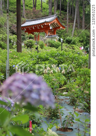 繡球花 繡球花園 繡球花寺 三室戶寺 京都府宇治市 京阪宇治線 花語寺 雨季 128563225