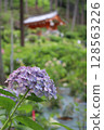 繡球花 繡球花園 繡球花寺 三室戶寺 京都府宇治市 京阪宇治線 花語寺 雨季 128563226