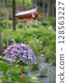 繡球花 繡球花園 繡球花寺 三室戶寺 京都府宇治市 京阪宇治線 花語寺 雨季 128563227