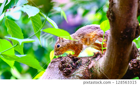 Squirrel on the tree Squirrel on the tree 128563315