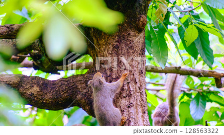 Squirrel climbing a tree Squirrel climbing a tree 128563322