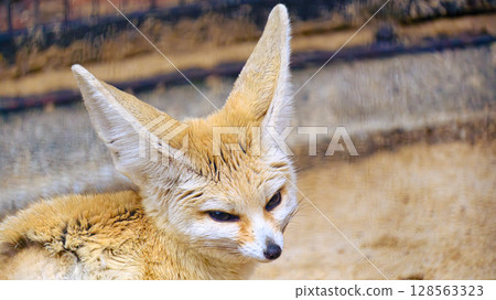 staring fennec 128563323