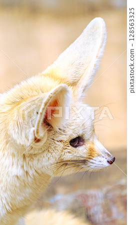 Close-up of Fennec's profile Close-up of Fennec's profile 128563325