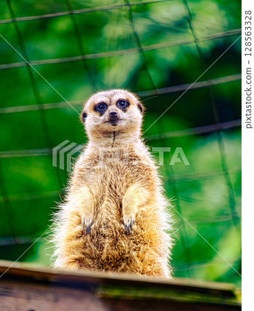 看看Meerkat 128563328