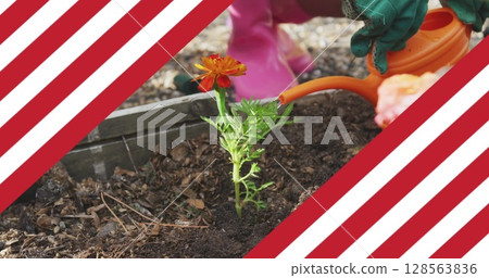 Image of flag of united states of america over african american father and daughter gardening Image of flag of united states of america over african american father and daughter gardening 128563836