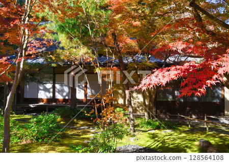 Beautiful autumn leaves at Ichijo Ekan Sanso in Kamakura (Kamakura, Kanagawa Prefecture) Beautiful autumn leaves at Ichijo Ekan Sanso in Kamakura (Kamakura, Kanagawa Prefecture) 128564108