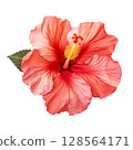 Red hibiscus flower on transparent background 128564171