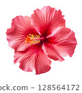 Red hibiscus flower on transparent background 128564172
