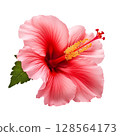 Red hibiscus flower on transparent background 128564173