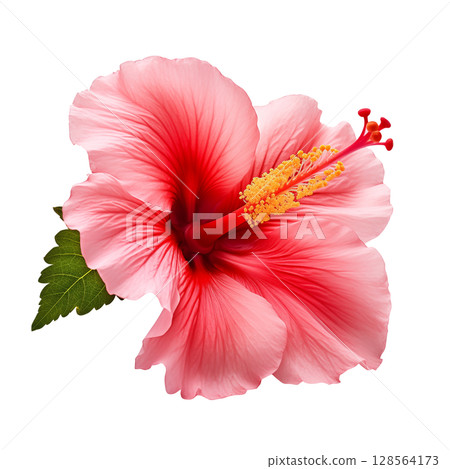 Red hibiscus flower on transparent background 128564173