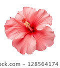 Red hibiscus flower on transparent background 128564174