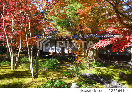 鎌倉一條江漢山莊美麗的秋葉（神奈川縣鎌倉市） 128564344