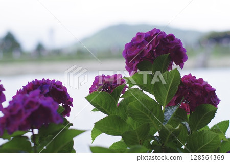 盛開在河上 128564369