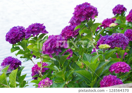 Purple flowers blooming by the water 128564370