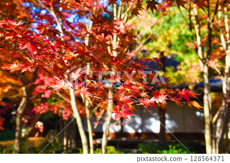 Beautiful autumn leaves at Ichijo Ekan Sanso in Kamakura (Kamakura, Kanagawa Prefecture) 128564371