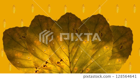 Image of orange autumn leaves over orange background Image of orange autumn leaves over orange background 128564641