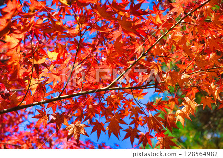 鎌倉一條江漢山莊美麗的秋葉(神奈川縣鎌倉市) 鎌倉一條江漢山莊美麗的秋葉(神奈川縣鎌倉市) 128564982