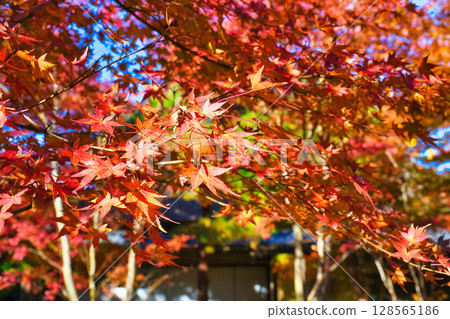 Beautiful autumn leaves at Ichijo Ekan Sanso in Kamakura (Kamakura, Kanagawa Prefecture) 128565186