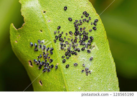 Citrus blackfly (Aleurocanthus woglumi) pupae 128565190