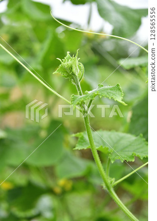拍攝北海道乙部町夏季開始結果的黃瓜架風景 128565556