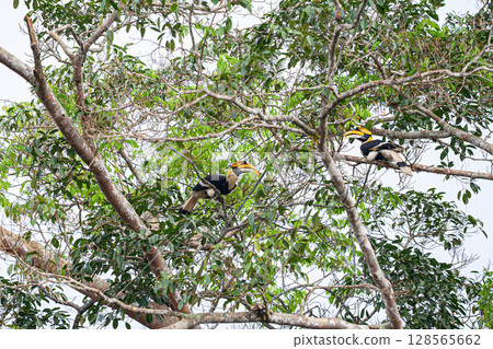 Two male Great hornbill (Buceros bicornis) Two male Great hornbill (Buceros bicornis) 128565662