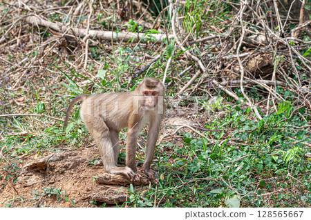 Juvenile northern pig-tailed macaque Juvenile northern pig-tailed macaque 128565667