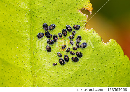 Citrus blackfly pupae colony Citrus blackfly pupae colony 128565668