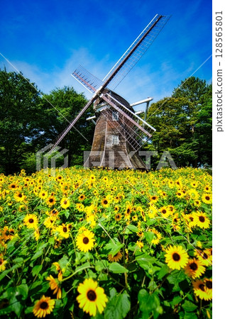 夏日公園荷蘭風車周圍的向日葵田 夏日公園荷蘭風車周圍的向日葵田 128565801