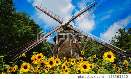 Sunflower field around a Dutch windmill in a summer park Sunflower field around a Dutch windmill in a summer park 128565820