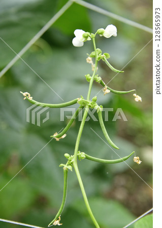 Photographing the scenery of green bean trellises beginning to bear fruit in Otobe, Hokkaido in summer 128565973