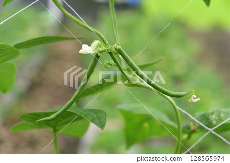 拍攝北海道乙部市夏季開始結果的綠豆棚架風景 128565974