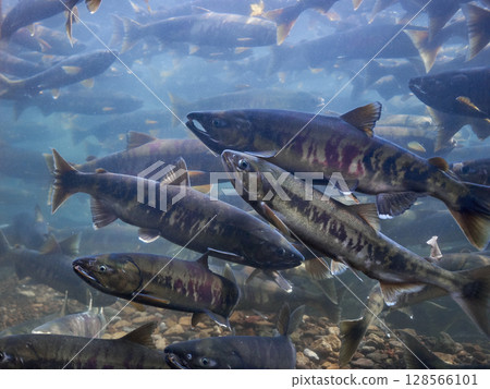 Salmon swimming upstream in the Chitose River (Chitose Aquarium, the home of salmon) 128566101