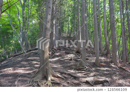 Oyakyuba Ridge, one of the three steepest climbs in Okutama 128566109
