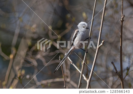 Long-tailed tit in spring Long-tailed tit in spring 128566143