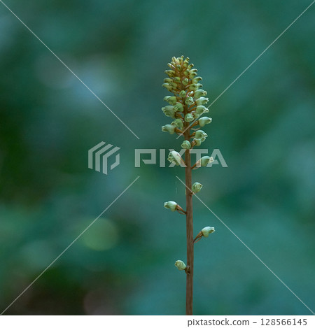 Oninara yara Oninara yara 128566145