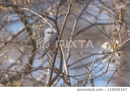 Long-tailed tit in spring 128566167