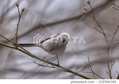 Long-tailed tit in spring 128566168