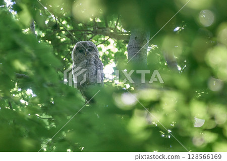 Ezo Owl, young bird, sunlight Ezo Owl, young bird, sunlight 128566169